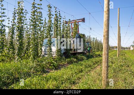 Baroda, Michigan - Eine mexikanisch-amerikanische Crew erntet Hopfen auf Hop Head Farms im Westen von Michigan. Die rote Schneidemaschine schneidet die Seile, auf denen der Hop V Stockfoto