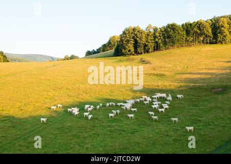 Die Herde hungriger Kühe grast auf der Weide in der Nähe üppiger Bäume, die im Hochland wachsen. Haustiere fressen vergilbtes Gras auf der Bergwiese-Luftaufnahme Stockfoto