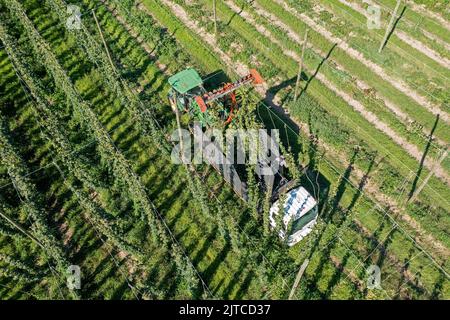 Baroda, Michigan - Eine mexikanisch-amerikanische Crew erntet Hopfen auf Hop Head Farms im Westen von Michigan. Die rote Schneidemaschine schneidet die Seile, auf denen der Hop V Stockfoto