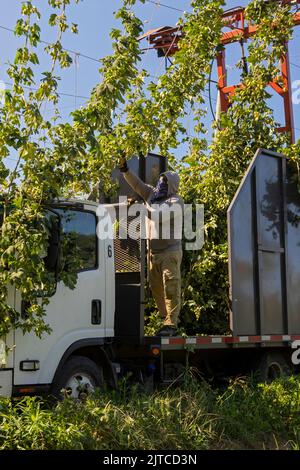 Baroda, Michigan - Eine mexikanisch-amerikanische Crew erntet Hopfen auf Hop Head Farms im Westen von Michigan. Die rote Schneidemaschine schneidet die Seile, auf denen der Hop V Stockfoto