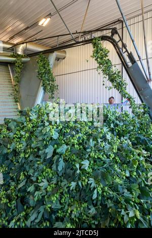 Baroda, Michigan – Eine mexikanisch-amerikanische Crew verarbeitet Hopfen auf Hop Head Farms im Westen von Michigan. Sie befestigen die Binen oder Reben an DER WOLFHOPFENERNTE Stockfoto