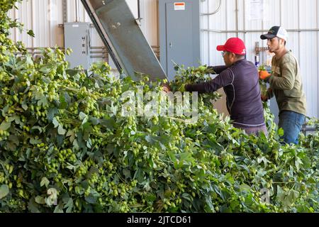 Baroda, Michigan – Eine mexikanisch-amerikanische Crew verarbeitet Hopfen auf Hop Head Farms im Westen von Michigan. Sie befestigen die Binen oder Reben an DER WOLFHOPFENERNTE Stockfoto