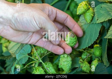 Baroda, Michigan - Halo-Blight wird auf einem Hopfenkegel oder einer Blume auf den Hop Head Farms im Westen von Michigan gesehen. Die Krankheit wird durch einen Pilz verursacht. Stockfoto