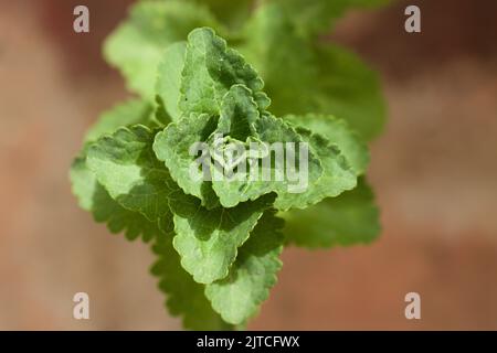 Makrobild der Oberseite eines Stammes einer Stevia rebaudiana Pflanze vor einem braunen erdigen Hintergrund Stockfoto