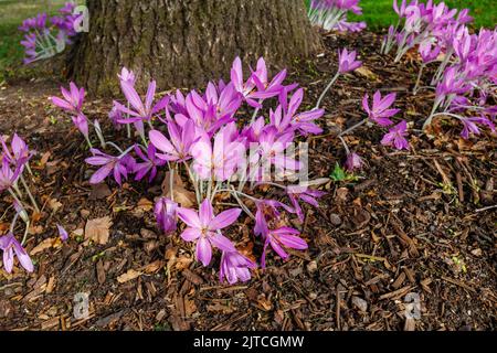 Zarte violette Colchicum giganteum 'Giant' (Herbstcrocus) blüht im Spätsommer bis Frühherbst im RHS Garden, Wisley, Surrey, Südostengland Stockfoto