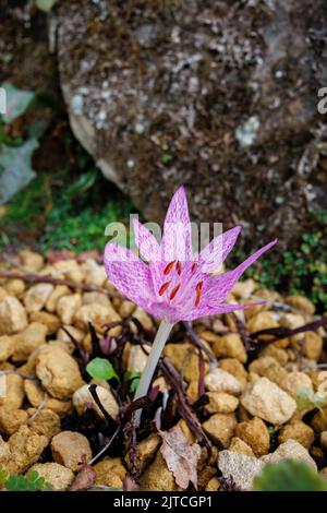 Ein einzelner zartvioletter Colchicum agrippinum (Herbstcrocus), der im Spätsommer bis zum Frühherbst blüht, RHS Garden, Wisley, Surrey, Südostengland Stockfoto