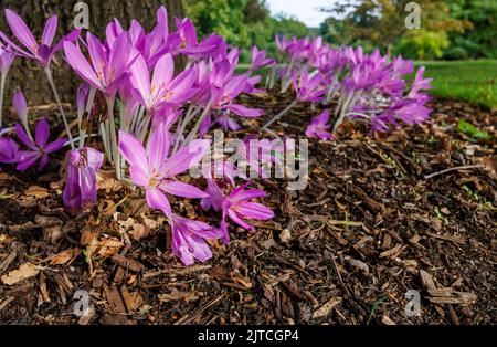 Zarte violette Colchicum giganteum 'Giant' (Herbstcrocus) blüht im Spätsommer bis Frühherbst im RHS Garden, Wisley, Surrey, Südostengland Stockfoto