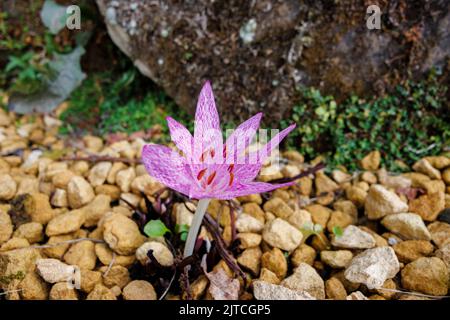 Ein einzelner zartvioletter Colchicum agrippinum (Herbstcrocus), der im Spätsommer bis zum Frühherbst blüht, RHS Garden, Wisley, Surrey, Südostengland Stockfoto