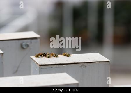 Abbildung mehrerer gewöhnlicher Wespen (Vespula vulgaris), die auf Metallsäulen aus der Umgebung gesammelt wurden. Bild mit Kopierbereich Stockfoto