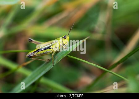 Makrofoto von Wiesengrasschrecke, die auf einem Grashalm posiert. Horizontal. Stockfoto