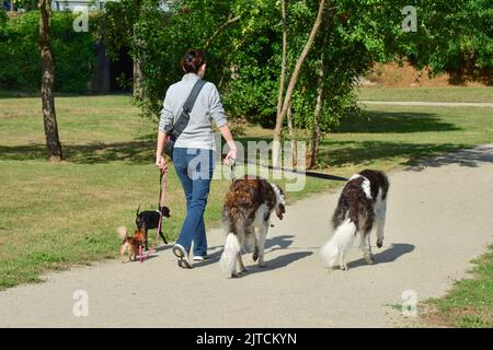 Eine Frau läuft in einem Park gleichzeitig verschiedene Hunderassen Stockfoto