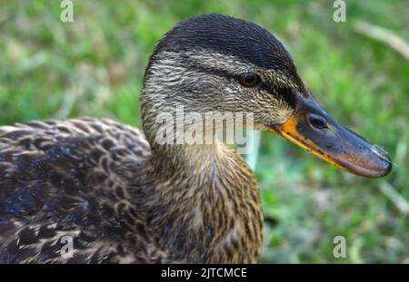 Weibliche wilde Mallardente in Nahaufnahme. Stockfoto