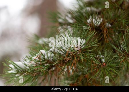 Nahaufnahme von verschneiten Kiefernästen im Winterwald Stockfoto