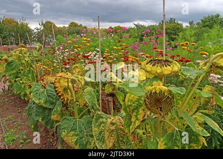 Sonnenblumen, Grappenhall Walled Garden, Grappenhall Heys, Warrington, Cheshire, England, Großbritannien Stockfoto