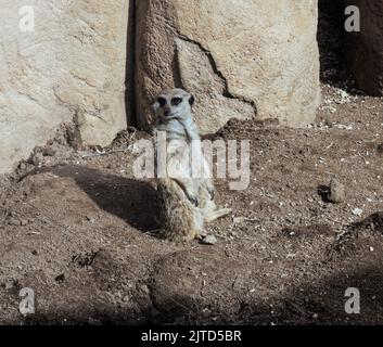 Erdmännchen im Zoo in Colorado Stockfoto