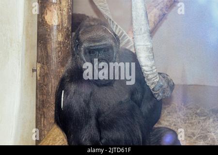 Gorilla im Cheyenne Mountain Zoo. Stockfoto