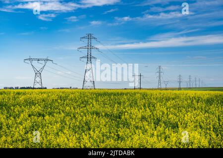 Hohe Transmissionstürme in einer Reihe auf den kanadischen Prärien mit gelben Senfkörnern in Rocky View County Alberta Canada Stockfoto