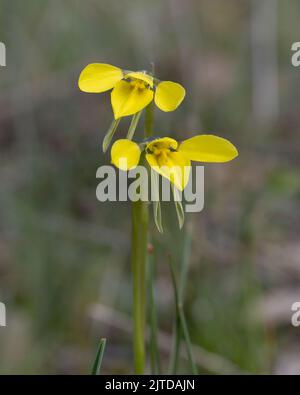 Die Golden Moth Orchid (Diuris chryseopsis) ist ein tuberöses, ausdauerndes Kraut mit hängenden, zitronengelben Blüten mit bräunlichen Markierungen Stockfoto