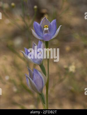 Die dunkelblauen bis purpurnen Blüten der einheimischen Orchidee, die in Ostaustralien endemisch ist, bekannt als die Ebene (duftende) Sonnenorchidee (Thelymitra nuda) Stockfoto