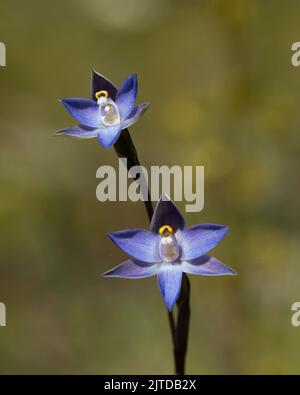 Die dunkelblauen bis purpurnen Blüten der einheimischen Orchidee, die in Ostaustralien endemisch ist, bekannt als die Ebene (duftende) Sonnenorchidee (Thelymitra nuda) Stockfoto