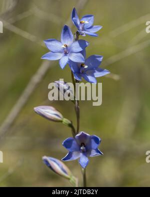 Die dunkelblauen bis purpurnen Blüten der einheimischen Orchidee, die in Ostaustralien endemisch ist, bekannt als die Ebene (duftende) Sonnenorchidee (Thelymitra nuda) Stockfoto