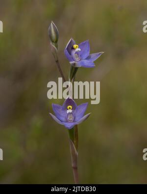 Die dunkelblauen bis purpurnen Blüten der einheimischen Orchidee, die in Ostaustralien endemisch ist, bekannt als die Ebene (duftende) Sonnenorchidee (Thelymitra nuda) Stockfoto