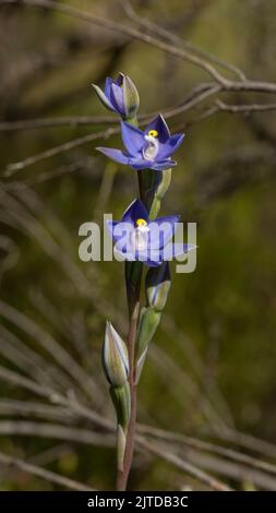 Die dunkelblauen bis purpurnen Blüten der einheimischen Orchidee, die in Ostaustralien endemisch ist, bekannt als die Ebene (duftende) Sonnenorchidee (Thelymitra nuda) Stockfoto