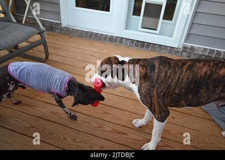 Zwei Hunde, die auf der hinteren Veranda ein Tauziehen spielten Stockfoto