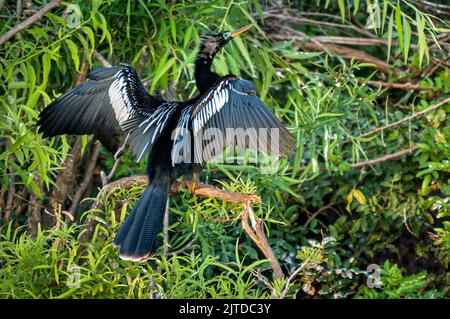 Die Anhinga trocknet ihre Flügel in der Audubon Rookery in Venedig, Florida, USA. Stockfoto