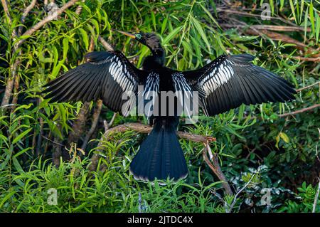 Die Anhinga trocknet ihre Flügel in der Audubon Rookery in Venedig, Florida, USA. Stockfoto