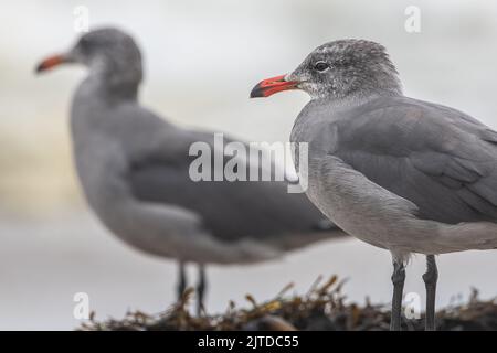 Ein Paar der Heerman-Möwe (Larus heermanni) am Strand in Point Reyes National Seashore, einer Vogelart, die an der Westküste Nordamerikas endemisch ist. Stockfoto