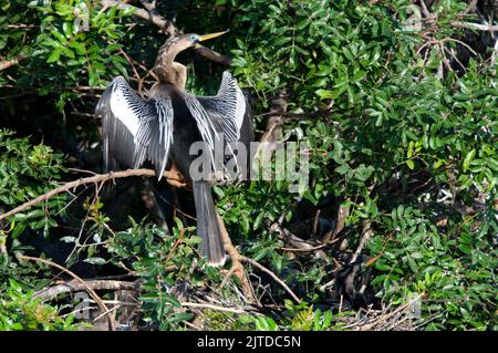 Die Anhinga trocknet ihre Flügel in der Audubon Rookery in Venedig, Florida, USA. Stockfoto