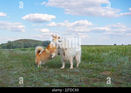 samoyed und Corgi Hunde spielen in der Natur Stockfoto