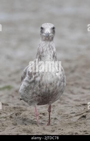 Eine juvenile Möwe (Larus occidentalis) an einem Strand in Point Reyes National Seashore, Kalifornien. Stockfoto