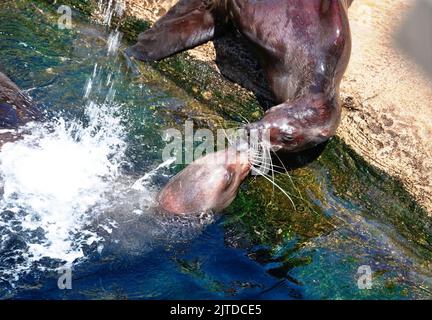 Zwei Robben spielen im Pool des Zoos Stockfoto