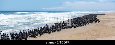 Namibia, Tausende Kormorane an der Küste, Skelettküste Stockfoto