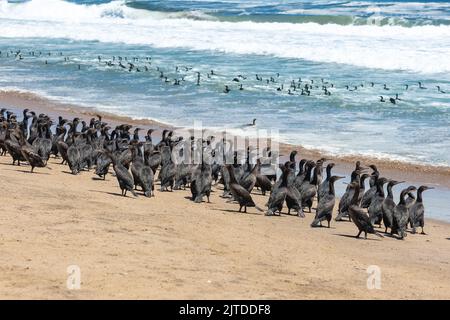 Namibia, Tausende Kormorane an der Küste, Skelettküste Stockfoto