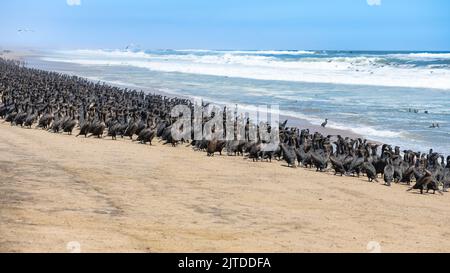 Namibia, Tausende Kormorane an der Küste, Skelettküste Stockfoto