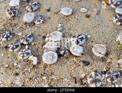 Viele Herzurchinen oder Spatangoida an einem Strand in Vietnam Stockfoto