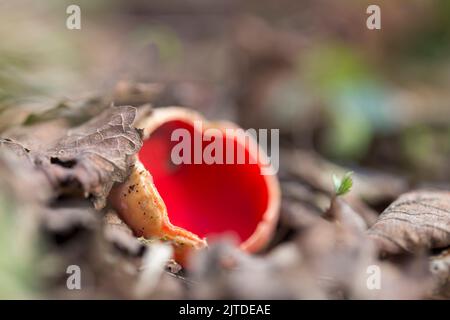 Sarcoscypha coccinea, allgemein bekannt als der scharlachrote Elfbecher, die scharlachrote Elfkappe oder der scharlachrote Becher, ist ein Pilz in der Familie der Sarcoscyphaceae. Stockfoto