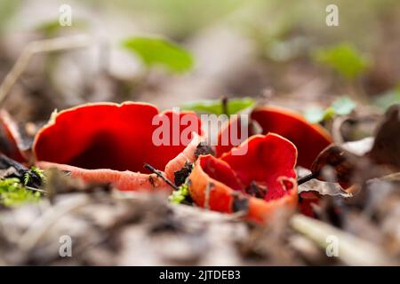 Sarcoscypha coccinea, allgemein bekannt als der scharlachrote Elfbecher, die scharlachrote Elfkappe oder der scharlachrote Becher, ist ein Pilz in der Familie der Sarcoscyphaceae. Stockfoto