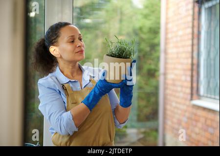 Charmante hispanische Frau Floristin in beiger Schürze und blauen Gummi Arbeitshandschuhe, untersucht transplantierte Rosmarinblume in Topf Stockfoto