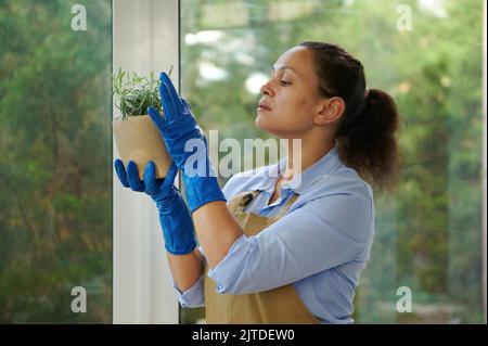 Pretty Woman Floristin in beiger Schürze und blauen Gummihandschuhen untersucht eine Rosmarinblume nach dem Umtopfen in neuen Keramiktopf Stockfoto