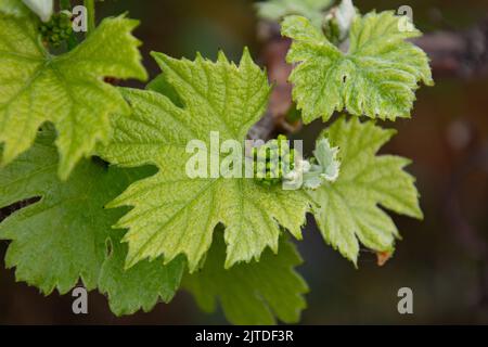 Junge Weinrebe im Frühjahr Stockfoto