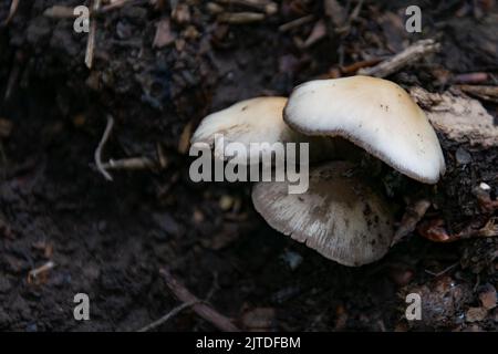 Wildpilzpilze und Toadstools Stockfoto