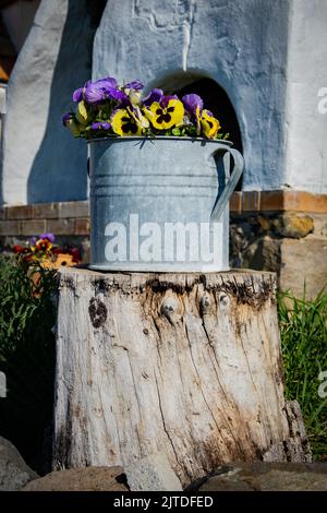 Pansy blüht in altem Zinneimer Stockfoto