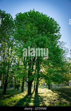 Baum im Park mit Hintergrundbeleuchtung von der Sonne Stockfoto