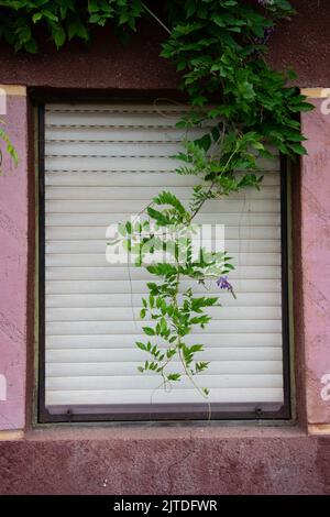 Fenster mit Rouletteklappe und hängender Pflanze Stockfoto