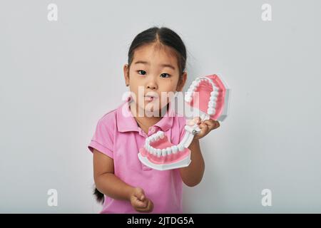 Zahngesundheit und Zahnpflege für Kinder. Nettes koreanisches weibliches Kind zeigt anatomisches Modell der Zähne auf grauem Hintergrund Stockfoto