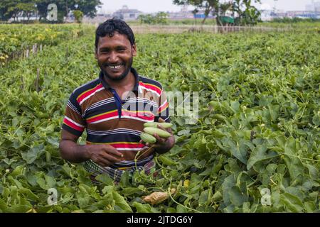 Gemüse wird die wichtigste Cash-Ernte für ländliche Landwirte in Bangladesch. Der kommerzielle Gemüseanbau ist profitabel und erfreut sich bei den Bauern immer größerer Beliebtheit. Stockfoto